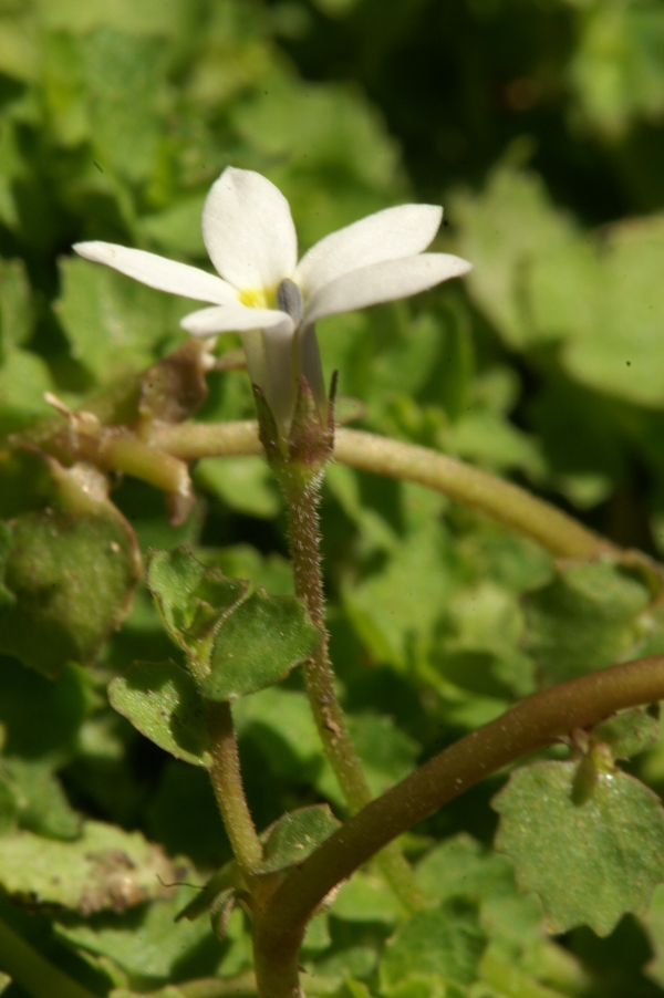 Pratia puberula